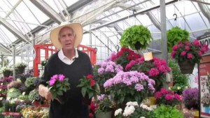 Allan Armitage: Let’s Talk About Starflowers. Why Is Pentas Not More Popular?