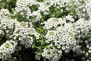 Tetraploid Alyssum ‘North Face’ (Floranova)