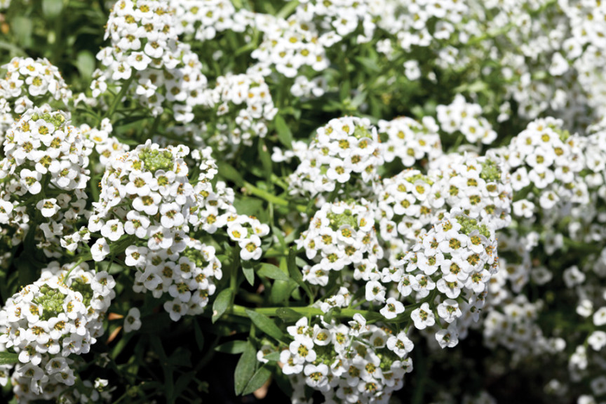 Tetraploid Alyssum ‘North Face’ (Floranova)