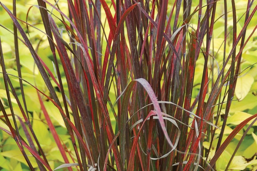 Andropogon  ‘Rain Dance,’ from Emerald Coast Growers