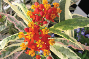 Asclepias ‘Monarch Promise’ (Hort Couture)