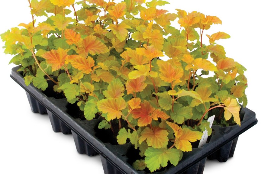 JumpStarts potted liners, from Bailey Nurseries