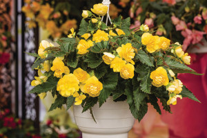 Begonia ‘Nonstop Joy’ (Ernst Benary Of America)
