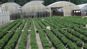 Mistakes in Media Can Impact Garden Mum Production