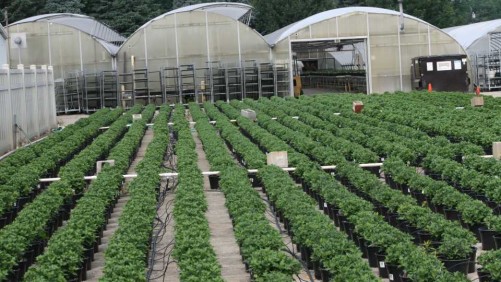 Mistakes in Media Can Impact Garden Mum Production