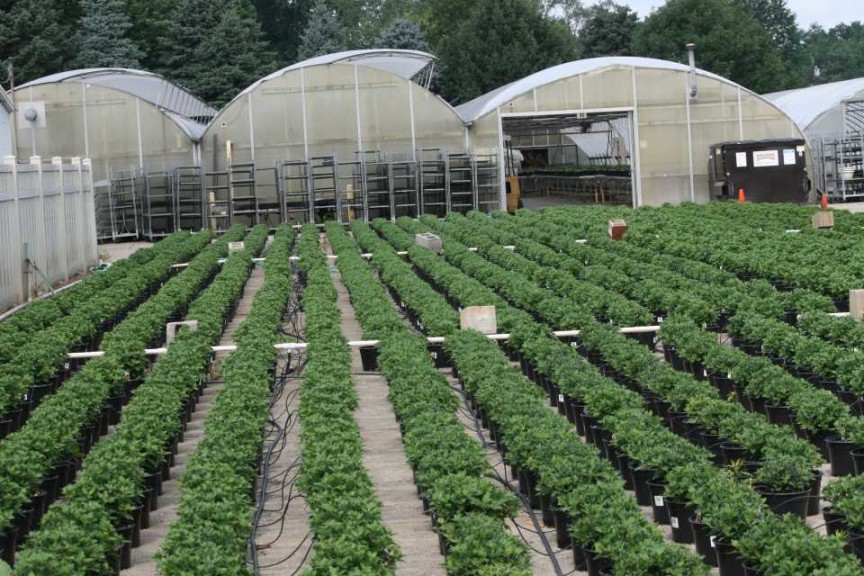 Cultivate'15 Greenhouse Learning Tour