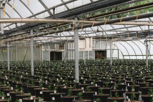 Cultivate'15 Greenhouse Learning Tour