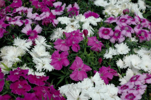 Dianthus Diana Lavendina Mix (Hem Genetics)