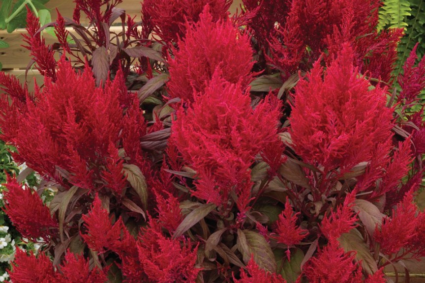 Dragon’s Breath Celosia