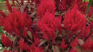 Greenhouse Grower Honors 2015 Medal Of Excellence Breeding Award Winners