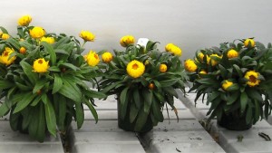 Bioworks Releases New Higher Nitrogen Fertilizer For Ornamental Crops