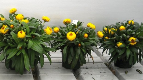 Selecting Fertilizer Rates For Several Spring Bedding Plants