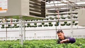 In Hot Pursuit  Of Heating Trends For The Greenhouse