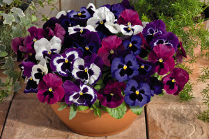 Pansy Inspire DeluXXe Series (Ernst Benary Of America)