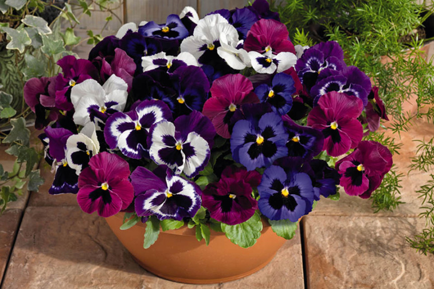 Pansy Inspire DeluXXe Series (Ernst Benary Of America)