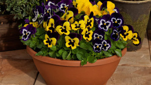 9 New Cool-Season Annuals For 2016 [Slideshow]