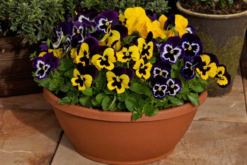 Pansy Inspire Plus Series (Ernst Benary Of America)