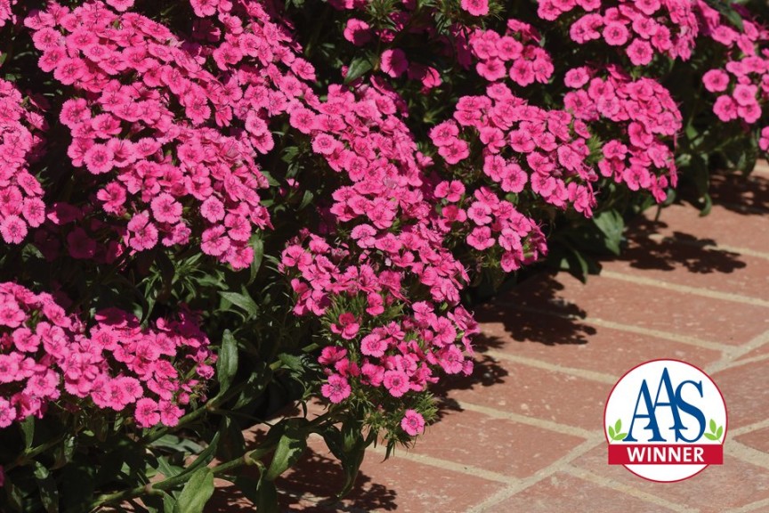Jolt Pink interspecific dianthus (2015 Top 10 Performing Annuals at the University of Minnesota Field Trials)