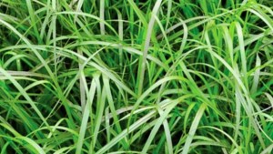 Customizing Crop Foliage Color With LEDs: Ornamental Crops