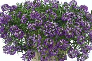 Lobularia ‘Lavender Stream’