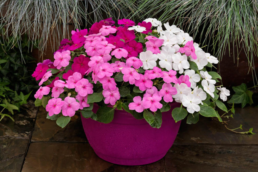 Impatiens Lollipop Series (Ernst Benary Of America)