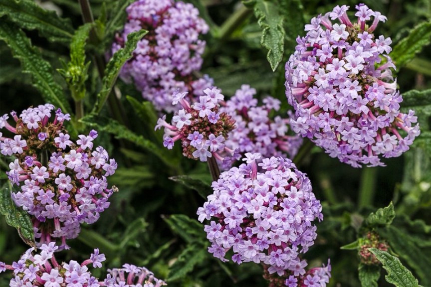 Verbena bonariensis ‘Meteor Shower’ (Proven Winners)
