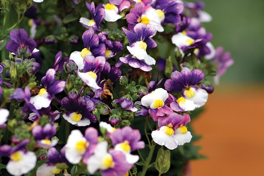 Nemesia PenPals Princess Mix (PlantHaven)