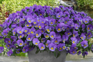 Pansy ‘Cool Wave Blue Skies’ (Wave)