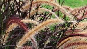 Emerald Coast Growers Expanding Its Greenhouse Production Capacity