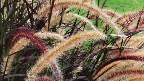 Emerald Coast Growers Expanding Its Greenhouse Production Capacity