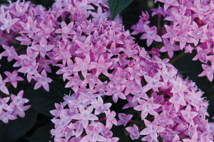 Pentas Piñata Series (Dümmen Orange)