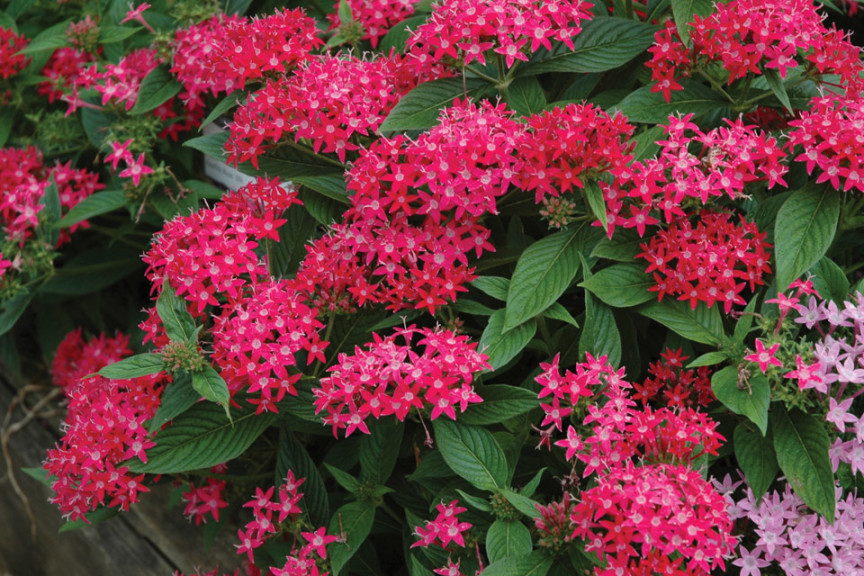 Pentas ‘Graffiti-Rose’ (Benary Seed)