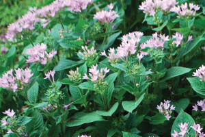 Pentas ‘Starcluster Lavender’ (Syngenta Flowers)