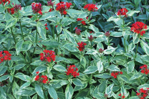 Pentas ‘Stars & Stripes’