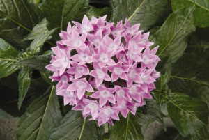 Pentas 'Butterfly Lavender' (PanAmerican Seed)