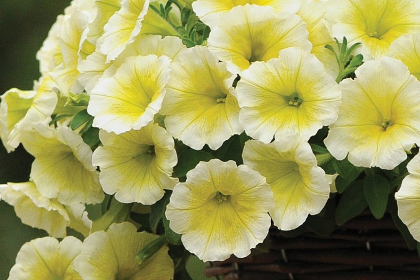Petunia ‘Easy Wave Yellow’ (Wave)