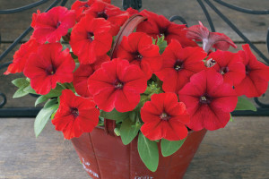 Petunia ‘Trilogy Red’ 
