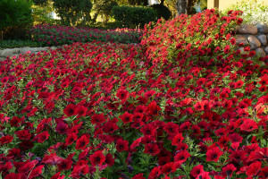 Petunia ‘Tidal Wave Red Velour’ from PanAmerican Seed (2015 Massachusetts Horticultural Society Field Trials)