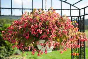 Begonia boliviensis  ‘San Francisco’ (Ernst Benary Of America)
