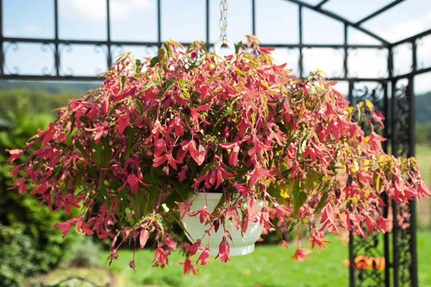 Begonia boliviensis  ‘San Francisco’ (Ernst Benary Of America)