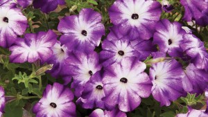 USDA Fruit And Vegetable Program Changes Name To The Specialty Crops Program