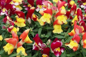 Snapdragon Snappy Tricolor Mix (Hem Genetics)