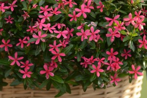 Catharanthus Soiree Ka-wa-i-i Series (Suntory Flowers)