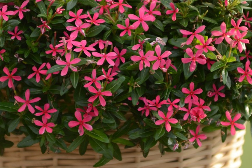 Catharanthus Soiree Ka-wa-i-i Series (Suntory Flowers)