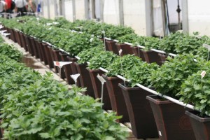 Cultivate'15 Greenhouse Learning Tour