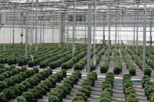 Cultivate'15 Greenhouse Learning Tour