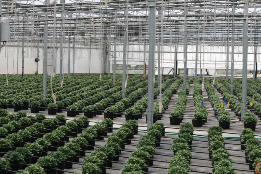 Cultivate'15 Greenhouse Learning Tour