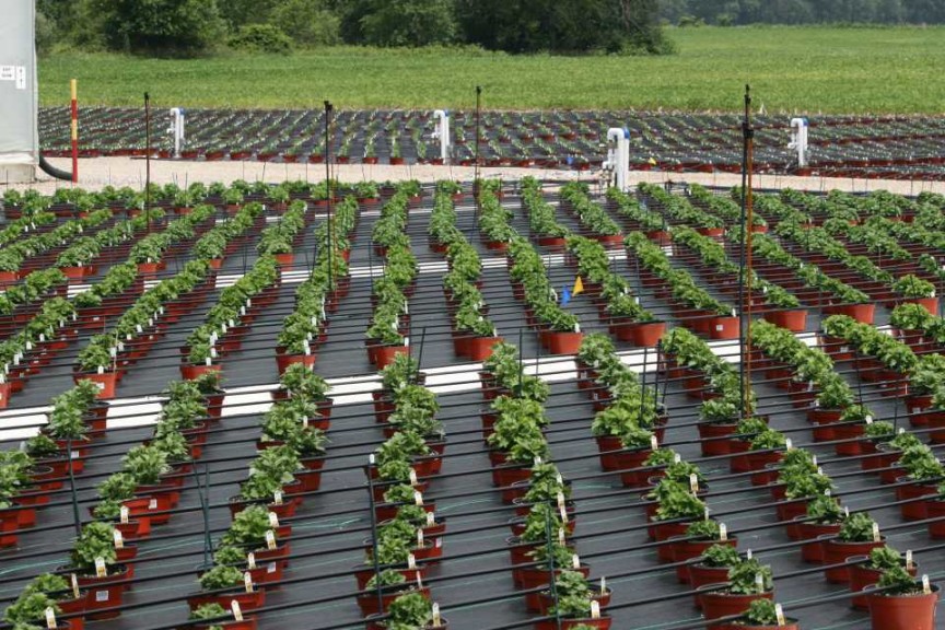 Cultivate'15 Greenhouse Learning Tour