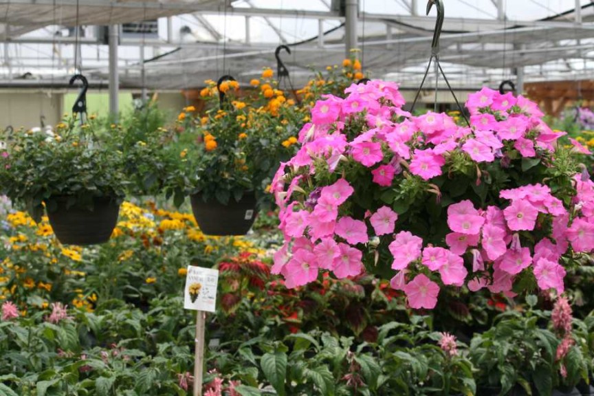 Cultivate'15 Greenhouse Learning Tour