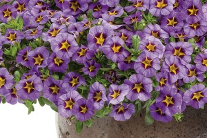Calibrachoa ‘Superbells Evening Star’ (Proven Winners)